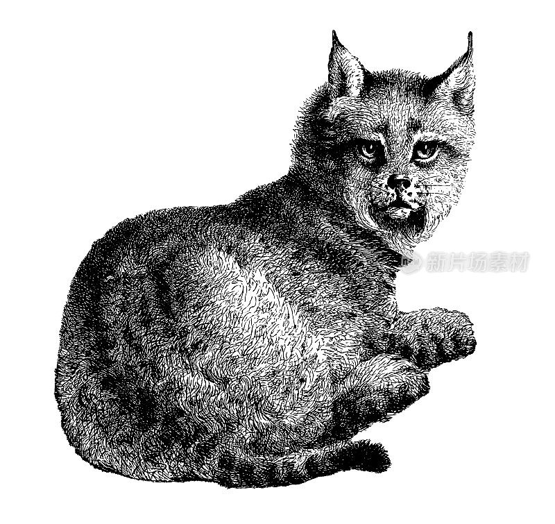 山猫|古董动物插图